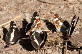 Kleiner Eisvogel (4)